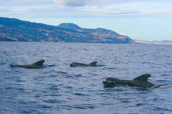Eco-Friendly Catamaran Dolphin and Whale Watching - Who will enjoy this Madeira catamaran trip?