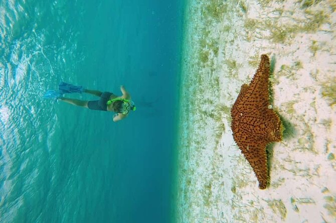 El Cielo Cozumel Snorkel tour by Catamaran - Palancar Reef: your first look beneath the surface