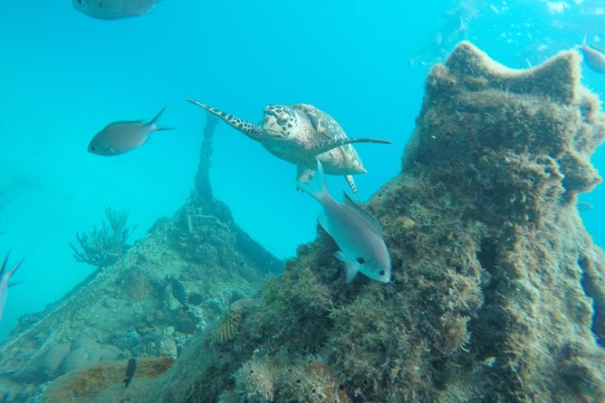 Elegance Catamaran turtles swim and lunch cruise - Starting from Bridgetown at 9:30 a.m.