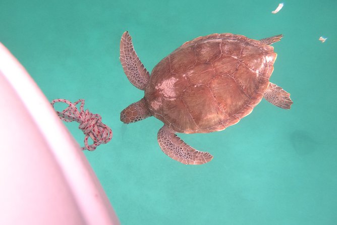 Elegance Catamaran turtles swim and lunch cruise - The return sail along Barbados’ west coast