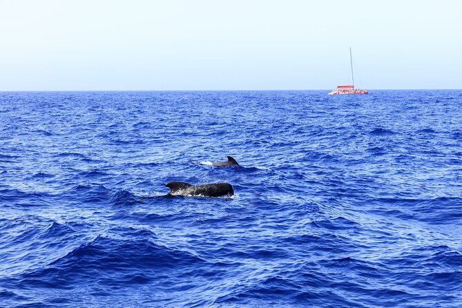 Exclusive Freebird Catamaran Whale and Dolphin Cruise to Caleta - From Puerto Colón toward La Caleta