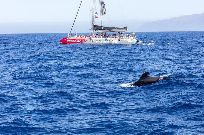 Exclusive Freebird Catamaran Whale and Dolphin Cruise to Caleta - Food, drinks, and the return to Puerto Colón