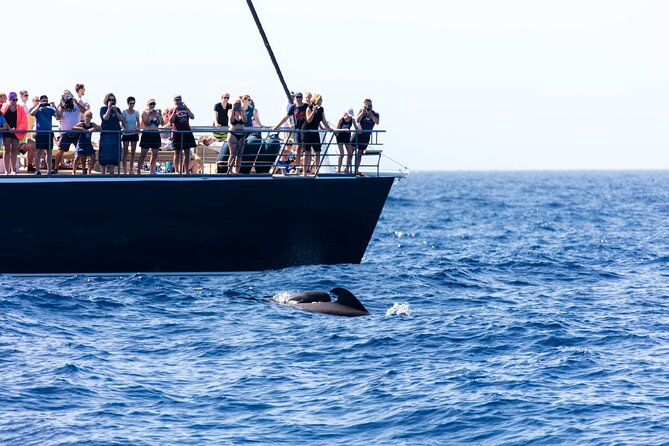 Exclusive Freebird Catamaran Whale & Dolphin to Masca From South - Who will enjoy this four-hour outing