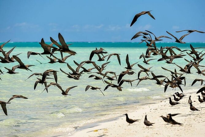 Excursion to Tetiaroa by Catamaran Visit Lunch Snorkeling - The final punch and the ride home
