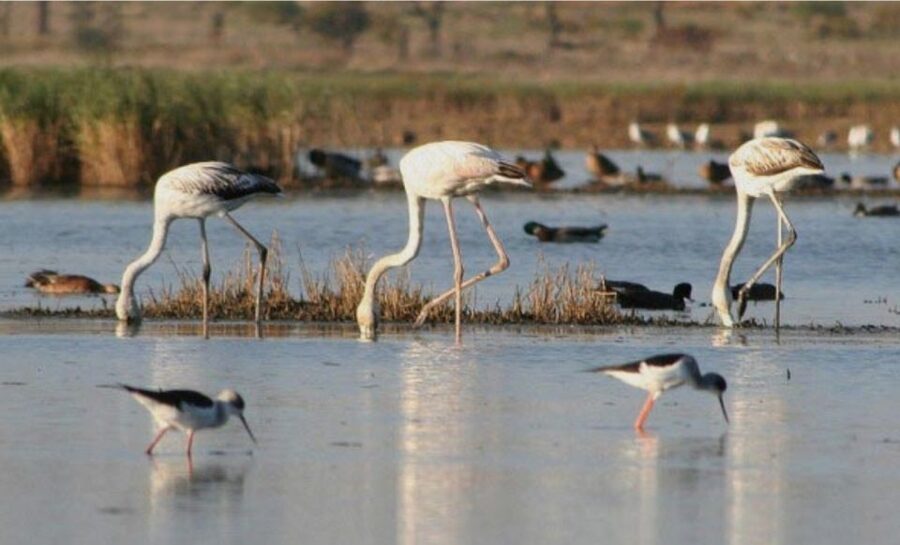 Faro: Ria Formosa Guided Sunset Tour by Catamaran - Why the Ria Formosa sunset works so well