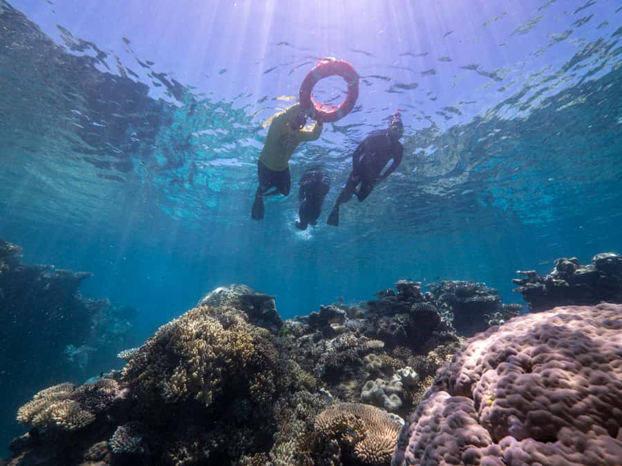 From Cairns: Great Barrier Reef Cruise by Premium Catamaran - Is $190 good value?