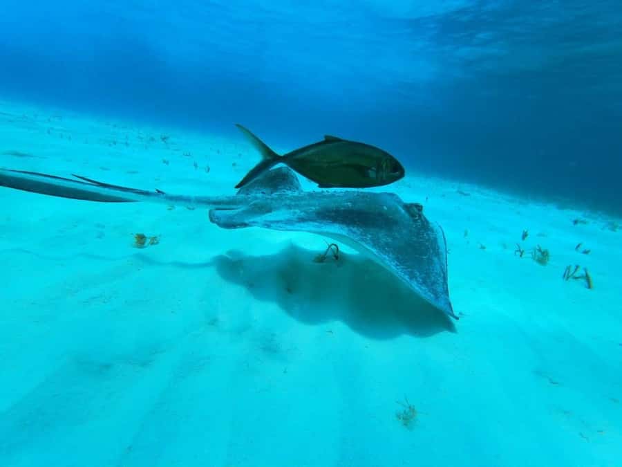 From Cozumel: El Cielo Beach by Catamaran Snorkeling Tour - What the crew adds to the experience