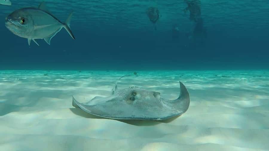 From Cozumel: El Cielo Beach by Catamaran Snorkeling Tour - Is $81 a fair price for four hours?