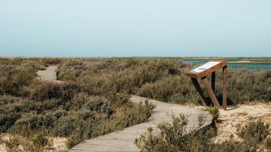 From Faro: Catamaran Boat Trip to Deserta Island with Stop - Who will enjoy this island day
