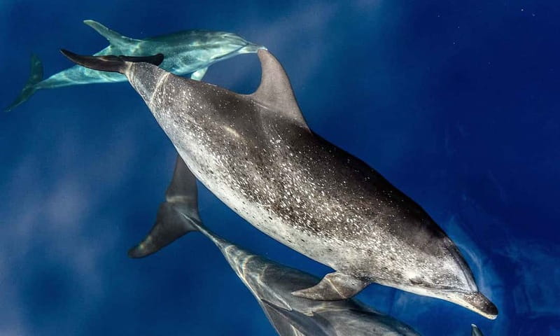 From Funchal: Ecological Catamaran Dolphin Whale Watching - Why the Hybrid Engines Matter