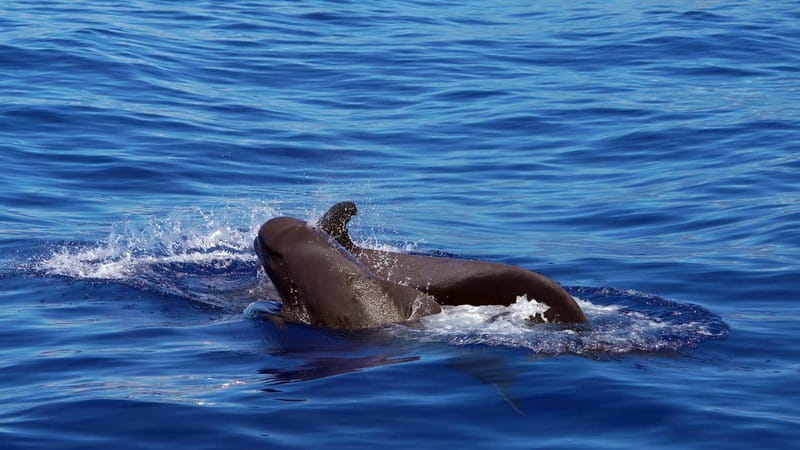 From Funchal: Ecological Catamaran Dolphin Whale Watching - The Catamaran’s Best Viewing Spots
