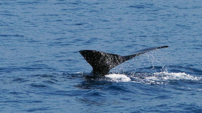 From Funchal: Ecological Catamaran Dolphin Whale Watching - The Coastline on the Way Back