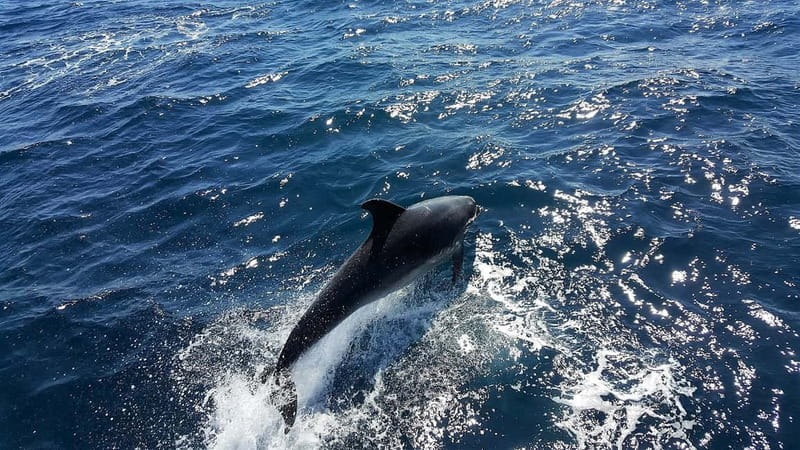 From Lagos: Dolphin Watching Catamaran Cruise - Key points at a glance