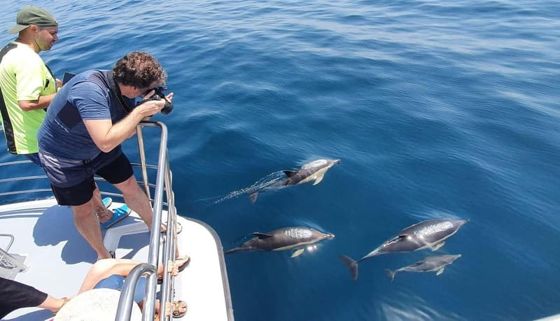 From Lagos: Dolphin Watching Catamaran Cruise - The Algarve coast from the water