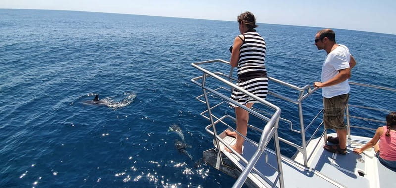 From Lagos: Dolphin Watching Catamaran Cruise - The possible swim near Benagil