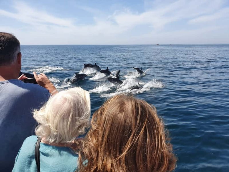 From Lagos: Dolphin Watching Catamaran Cruise - Guide commentary and marine-life information