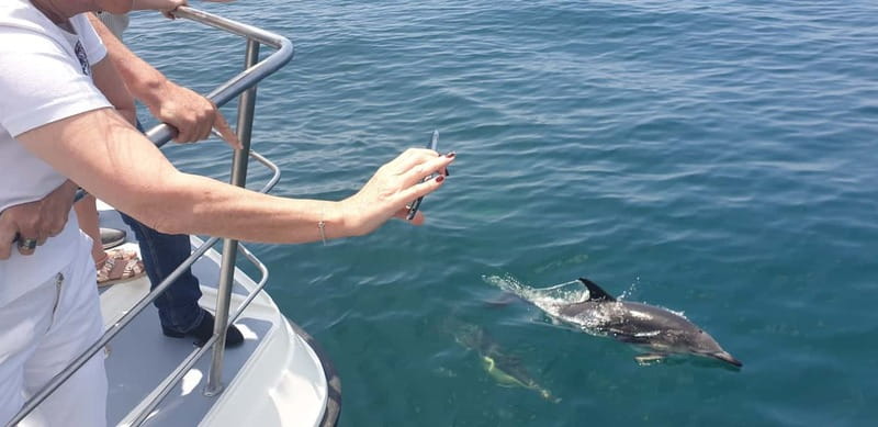 From Lagos: Dolphin Watching Catamaran Cruise - Comfort, access, and what to bring