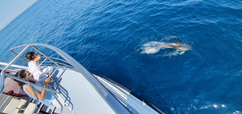 From Lagos: Dolphin Watching Catamaran Cruise - Is $47 a fair price?