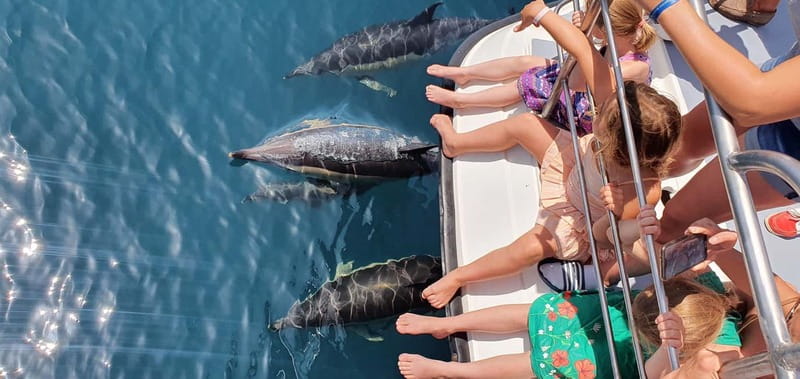From Lagos: Dolphin Watching Catamaran Cruise - Finding dolphins in open water