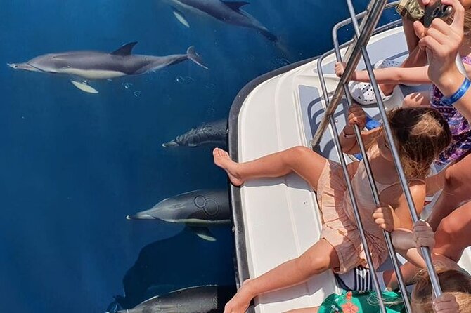 From Lagos: Dolphin Watching Cruise on a Catamaran - Coastline and grottos on the way home