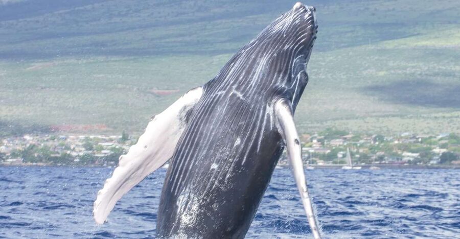 From Maalaea: Whale Watching Catamaran Cruise with Drinks - The marine biology component