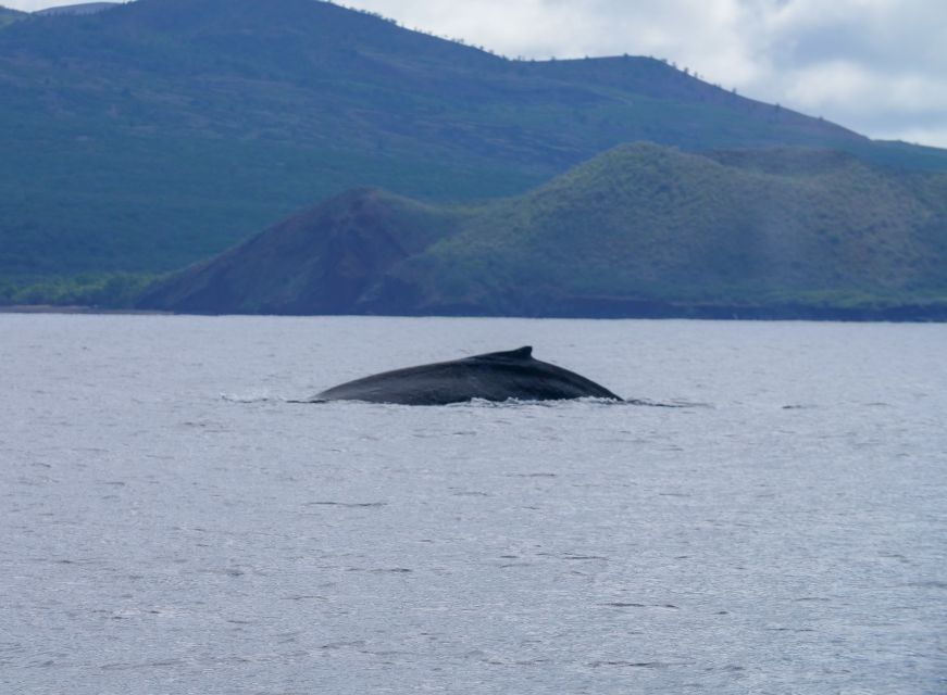 From Maalaea: Whale Watching Catamaran Cruise with Drinks - Hearing the whales below the surface