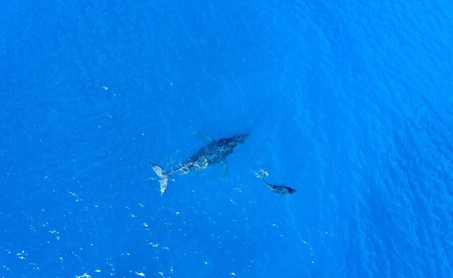 From Maalaea: Whale Watching Catamaran Cruise with Drinks - Drinks, snacks, and the $69 value