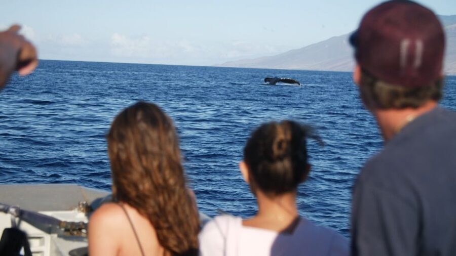 From Maalaea: Whale Watching Catamaran Cruise with Drinks - The 1.5-hour whale search