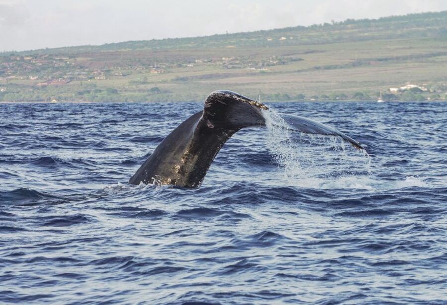 From Maalaea: Whale Watching Catamaran Cruise with Drinks - Who will enjoy this trip most