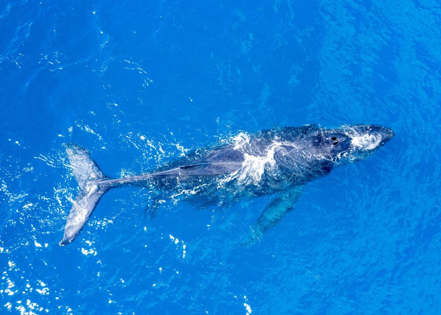 From Maalaea: Whale Watching Catamaran Cruise with Drinks - Why the December to March season matters