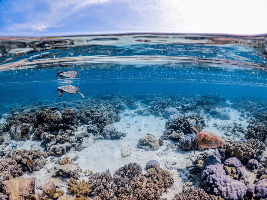 From Port Douglas: Outer Reef Cruise by Luxury Catamaran - The second reef site after lunch