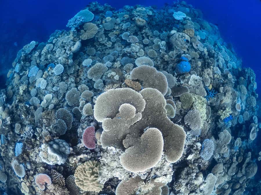 From Port Douglas: Outer Reef Cruise by Luxury Catamaran - Who should choose this Port Douglas reef cruise?
