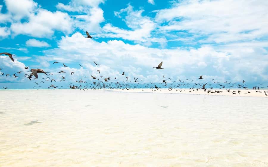 From Tahiti: Tetiaroa Island Tour by Sailing Catamaran - A Tahitian lunch served aboard the catamaran