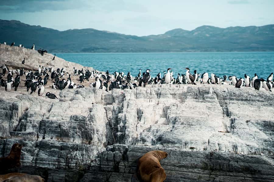 From Ushuaia: Beagle Channel Catamaran Tour - Setting out from Ushuaia’s tourist pier
