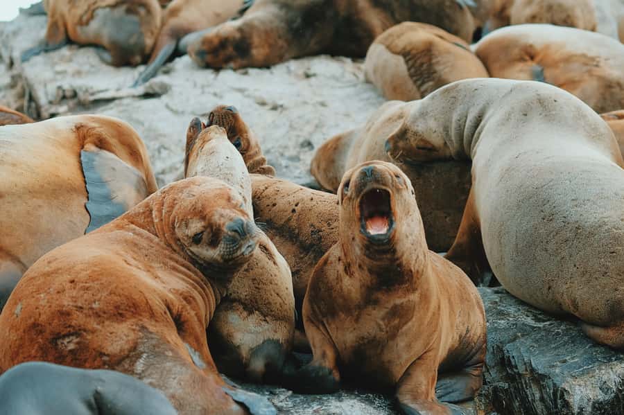 From Ushuaia: Beagle Channel Catamaran Tour - Sea Lions’ Island and the Bridges archipelago
