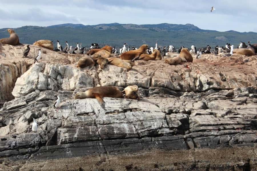 From Ushuaia: Penguin Watching Tour by Catamaran - Key points to know before booking