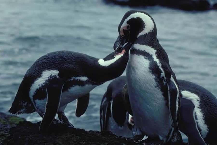 From Ushuaia: Penguin Watching Tour by Catamaran - Les Eclaireurs Lighthouse and the SS Monte Cervantes