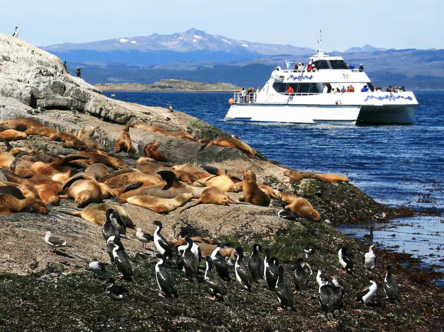 From Ushuaia: Penguin Watching Tour by Catamaran - Who should book this Beagle Channel outing?