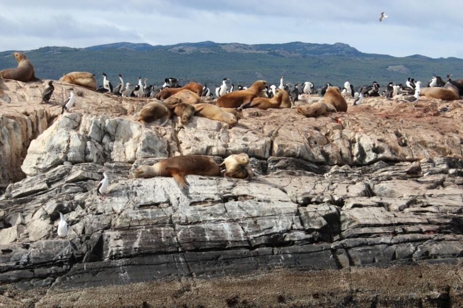 From Ushuaia: Penguin Watching Tour by Catamaran - Should you book it?