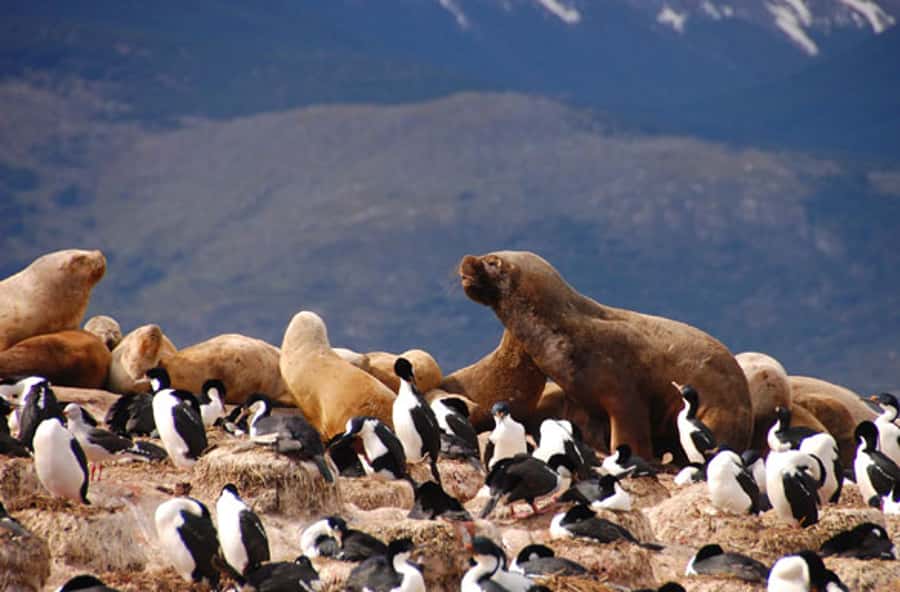 From Ushuaia: Penguin Watching Tour by Catamaran - Isla de los Lobos and the cormorant colonies