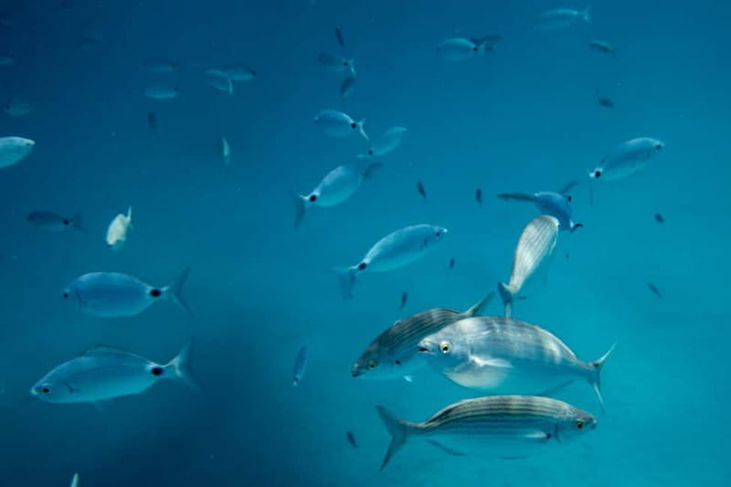 Fuerteventura: Lobos Island Catamaran Cruise with Lunch - Who will enjoy this cruise most?