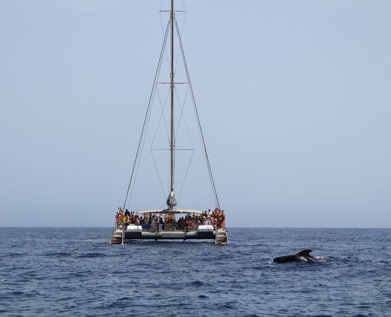Fuerteventura: Magic Catamaran Trip with Food and Drinks - Key points at a glance