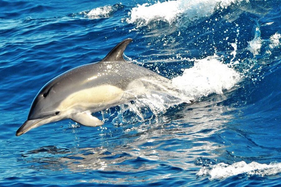 Fuerteventura: Magic Catamaran Trip with Food and Drinks - Who will enjoy this catamaran trip most?