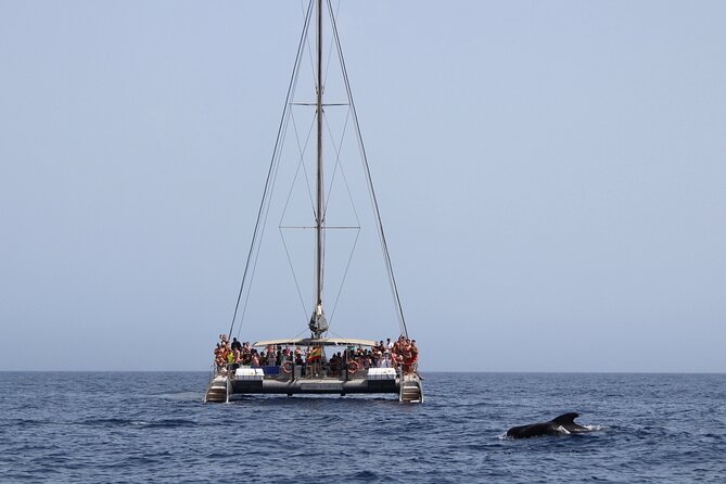 Fuerteventura: Magic Select Catamaran Trip with Food & Drinks - How much space and comfort to expect
