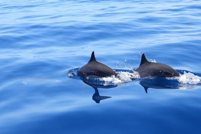 Full day EN Catamaran Martinique Dolphins and Turtles - A full day on Martinique’s water