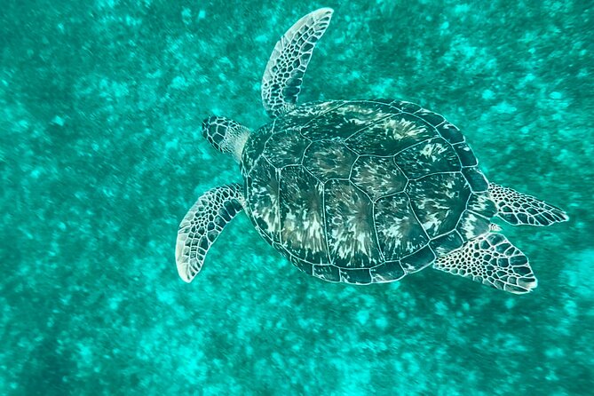 Full day EN Catamaran Martinique Dolphins and Turtles - Choosing your departure from Fort-de-France or Anse Mitan