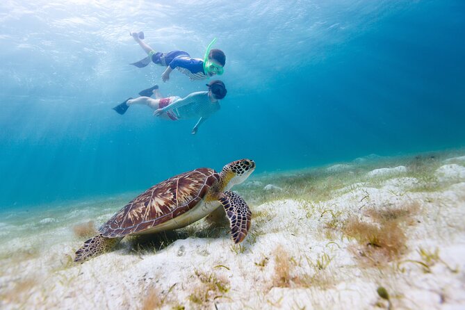 Full or Half Day Private Power Catamaran- USVI Beach and Snorkel - Lovango Cay, a polished first stop