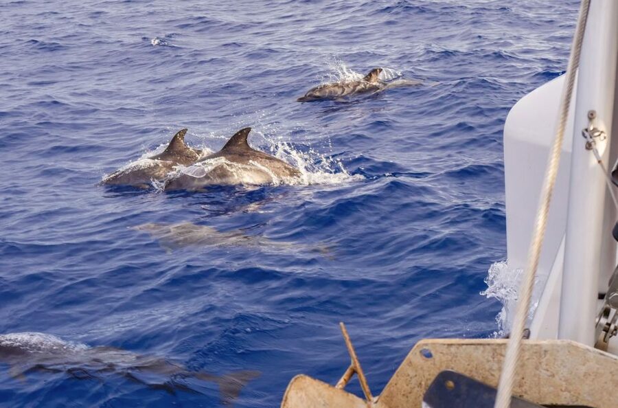 Funchal Bay: Dolphin & Whale Watch Luxury Catamaran Cruise - Practical details before you reserve
