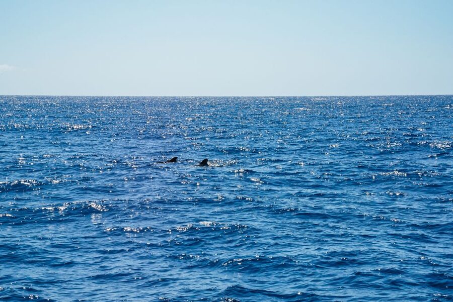 Funchal: Dolphin and Whale Watching by Luxury Catamaran - Sailing beneath the 580-meter Cabo Girão cliff