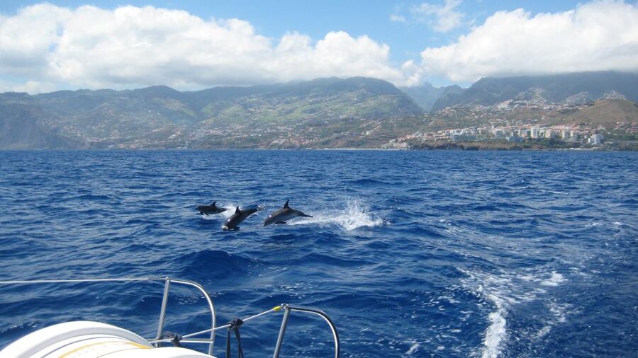 Funchal: Dolphin and Whale Watching Catamaran Cruise - Why this Funchal cruise is more than a sightseeing boat ride